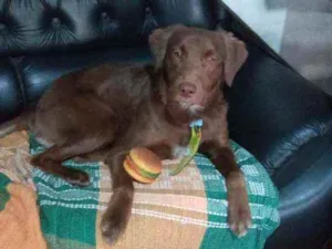 Cachorro raça Srd idade 1 ano nome Chocolate