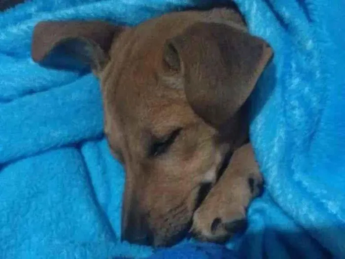 Cachorro ra a SRD-ViraLata idade 1 ano nome Lunafreya