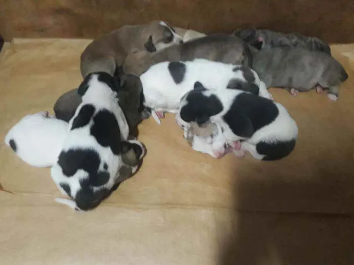 Cachorro ra a SRD idade Abaixo de 2 meses nome Bebês
