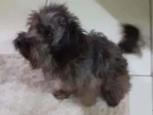 Cachorro raça Srd idade 1 ano nome Peludinho