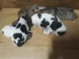 Bebês