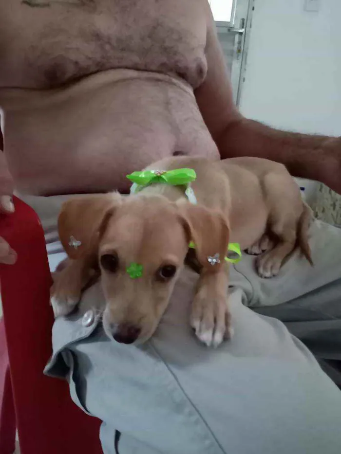 Cachorro raça  idade 1 ano nome Mel