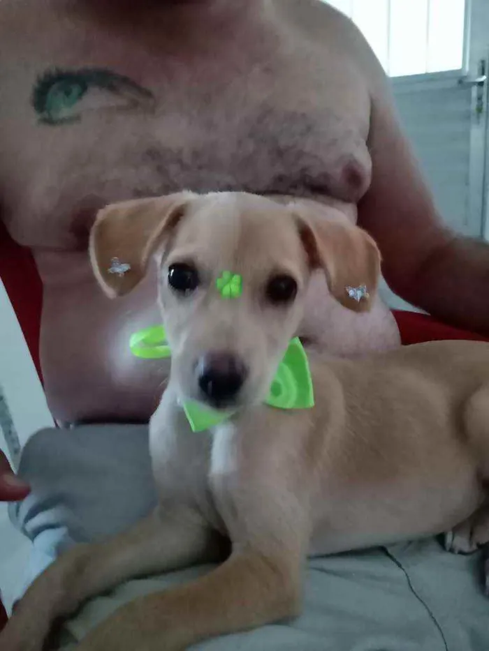 Cachorro raça  idade 1 ano nome Mel