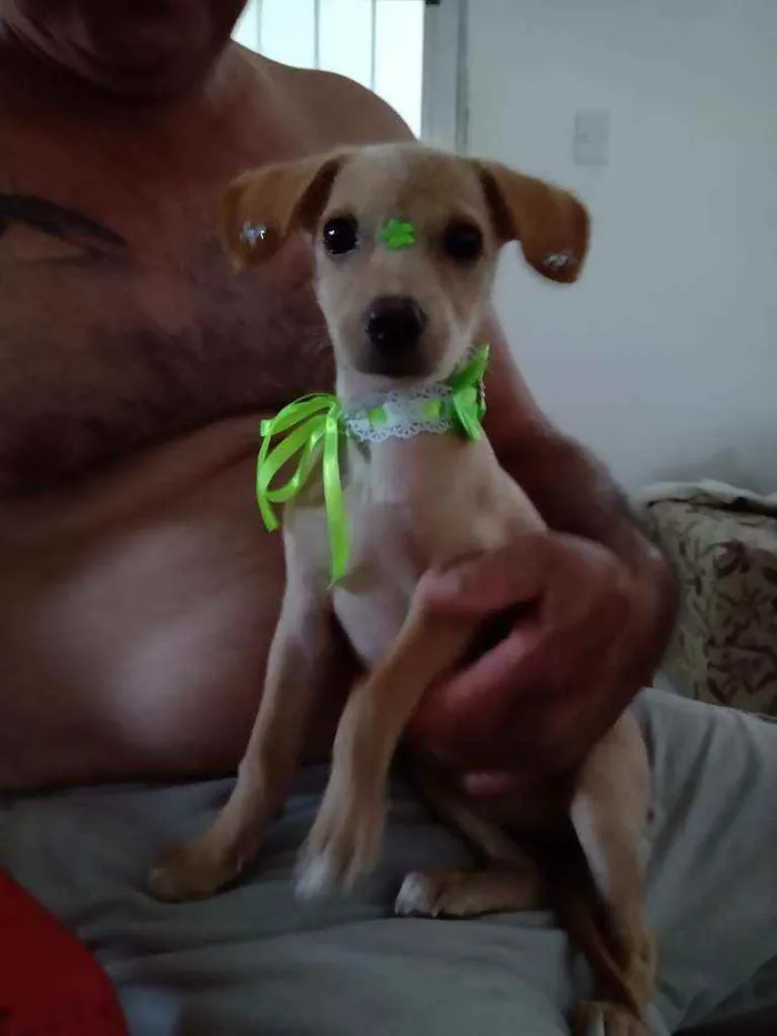 Cachorro raça  idade 1 ano nome Mel