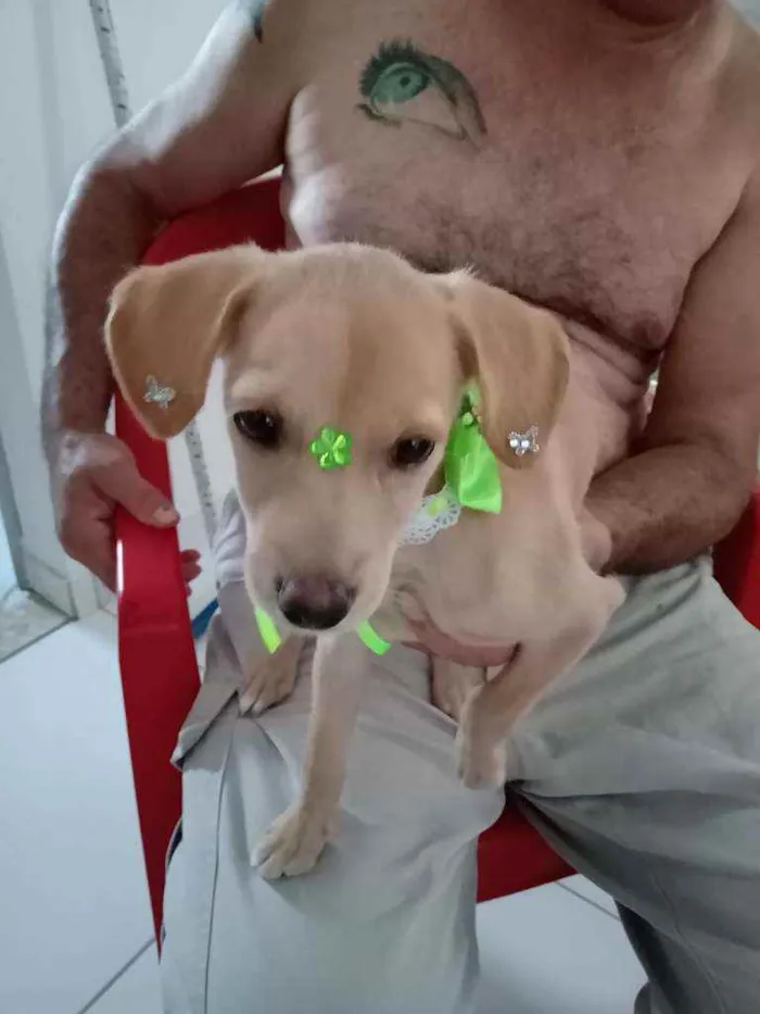 Cachorro raça  idade 1 ano nome Mel