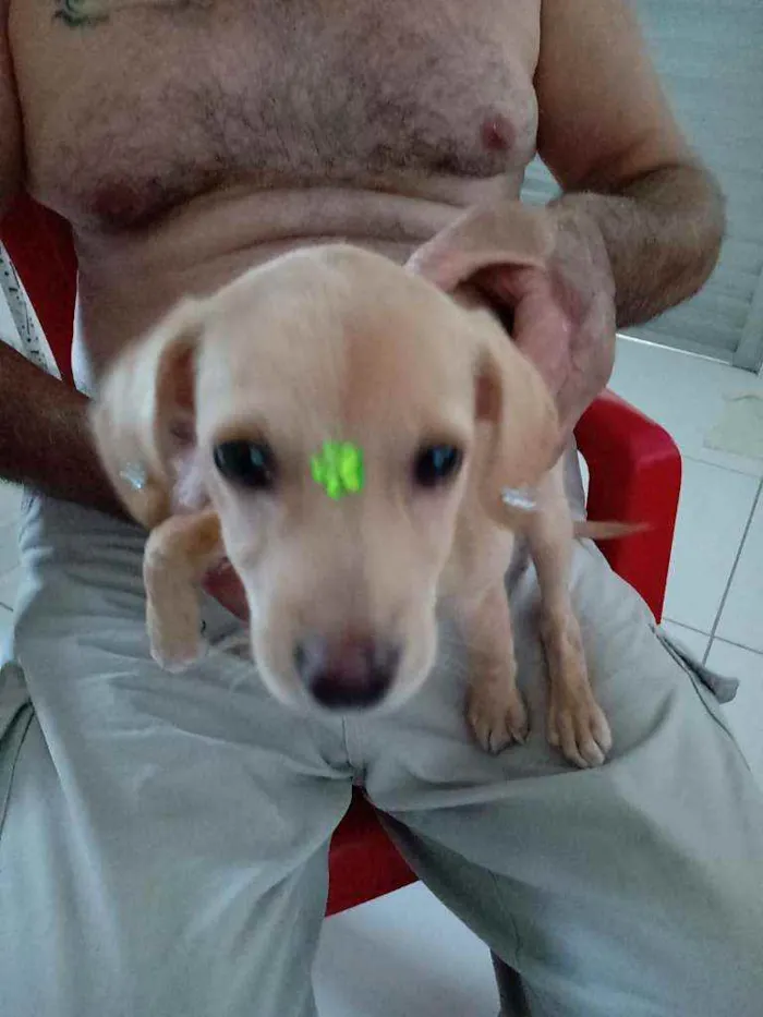 Cachorro raça  idade 1 ano nome Mel