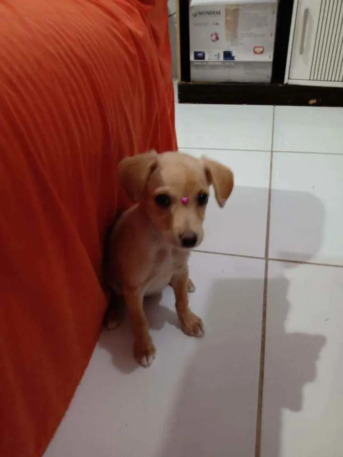 Cachorro raça  idade 1 ano nome Mel