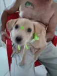 Mel
