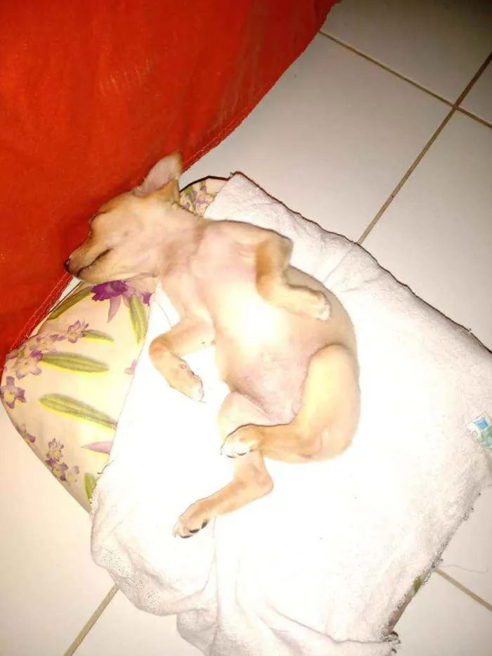 Cachorro raça  idade 1 ano nome Mel