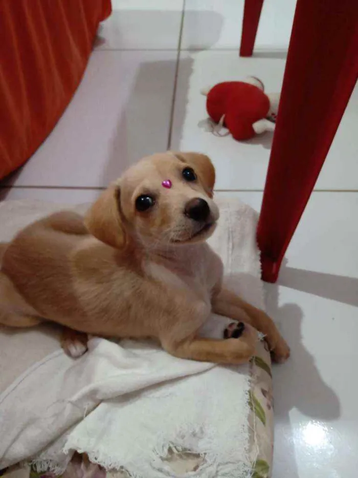 Cachorro raça  idade 1 ano nome Mel
