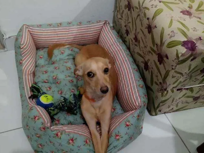 Cachorro raça  idade 1 ano nome Mel