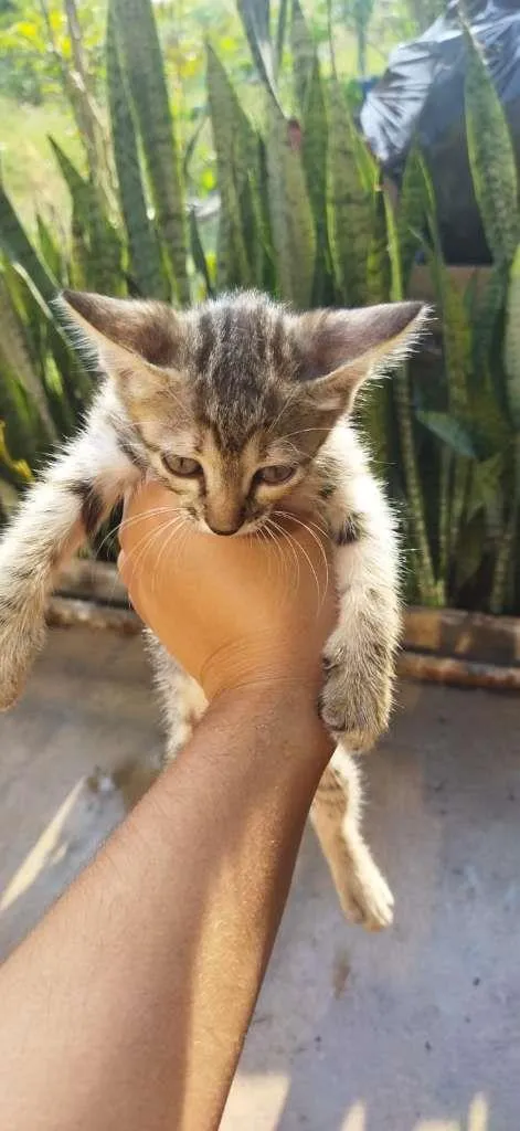 Gato ra a não sei idade 2 a 6 meses nome não tem 