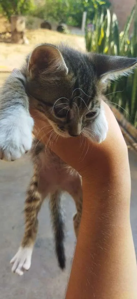 Gato ra a não sei idade 2 a 6 meses nome não tem 