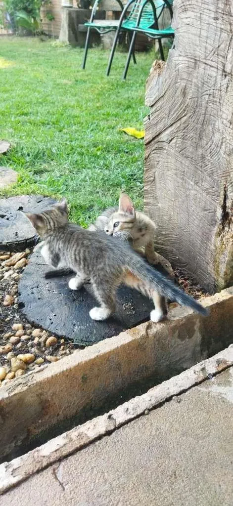 Gato ra a não sei idade 2 a 6 meses nome não tem 