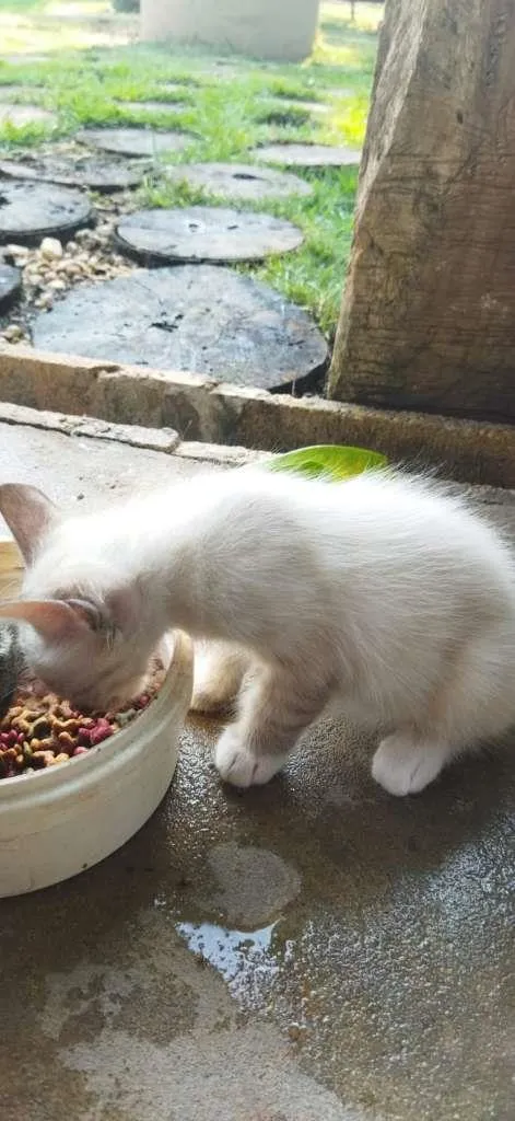 Gato ra a não sei idade 2 a 6 meses nome não tem 