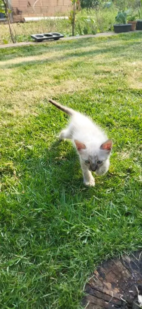 Gato ra a não sei idade 2 a 6 meses nome não tem 