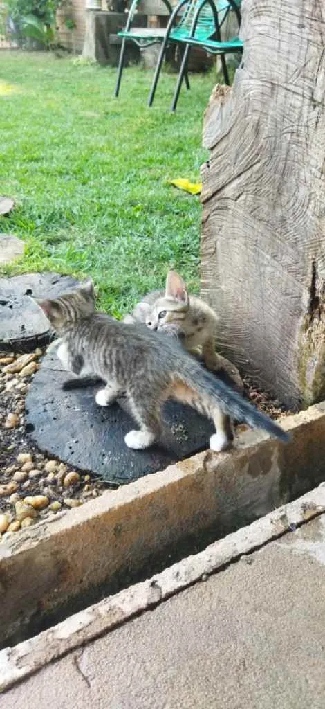 Gato ra a não sei idade 2 a 6 meses nome não tem 