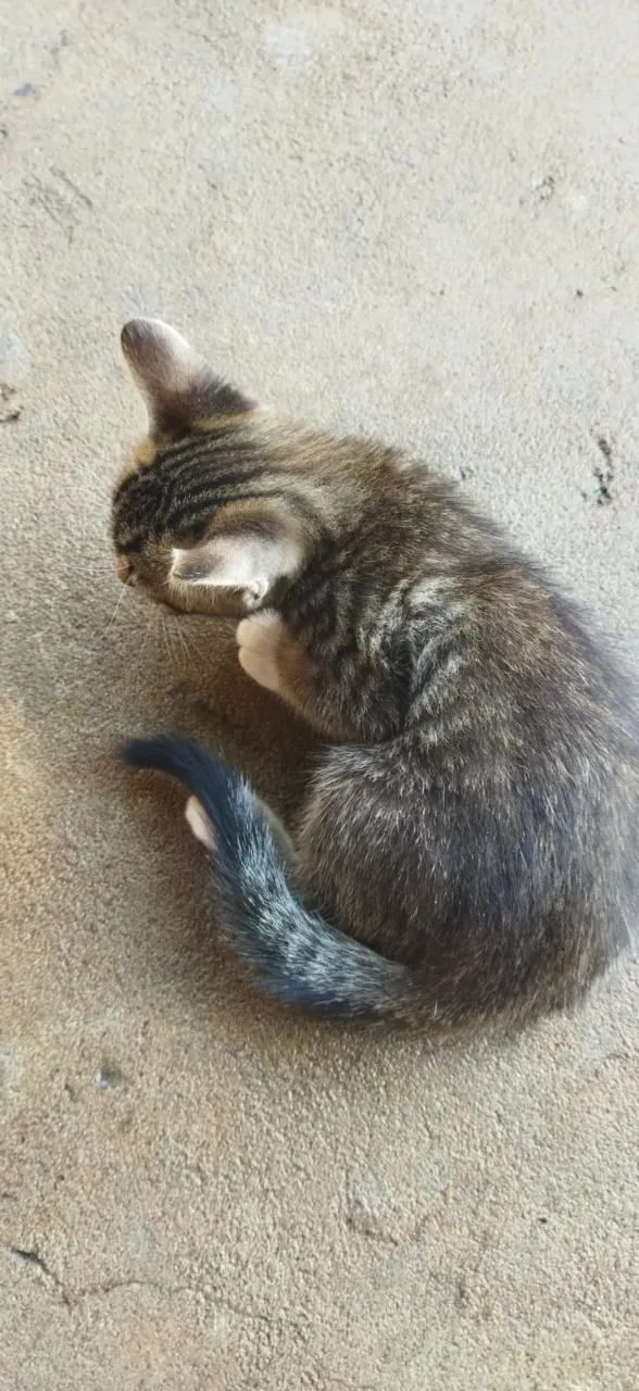 Gato ra a não sei idade 2 a 6 meses nome não tem 