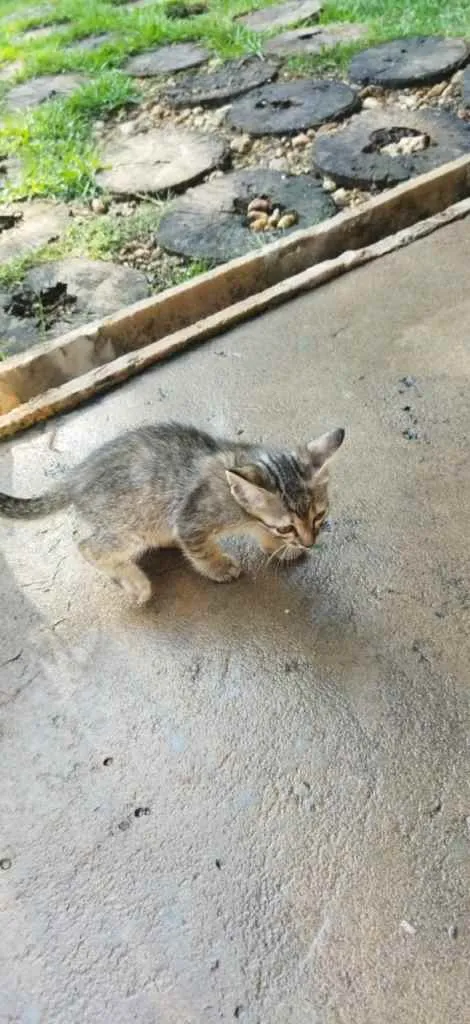 Gato ra a não sei idade 2 a 6 meses nome não tem 