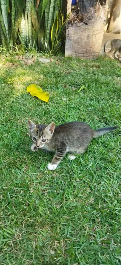 Gato ra a não sei idade 2 a 6 meses nome não tem 