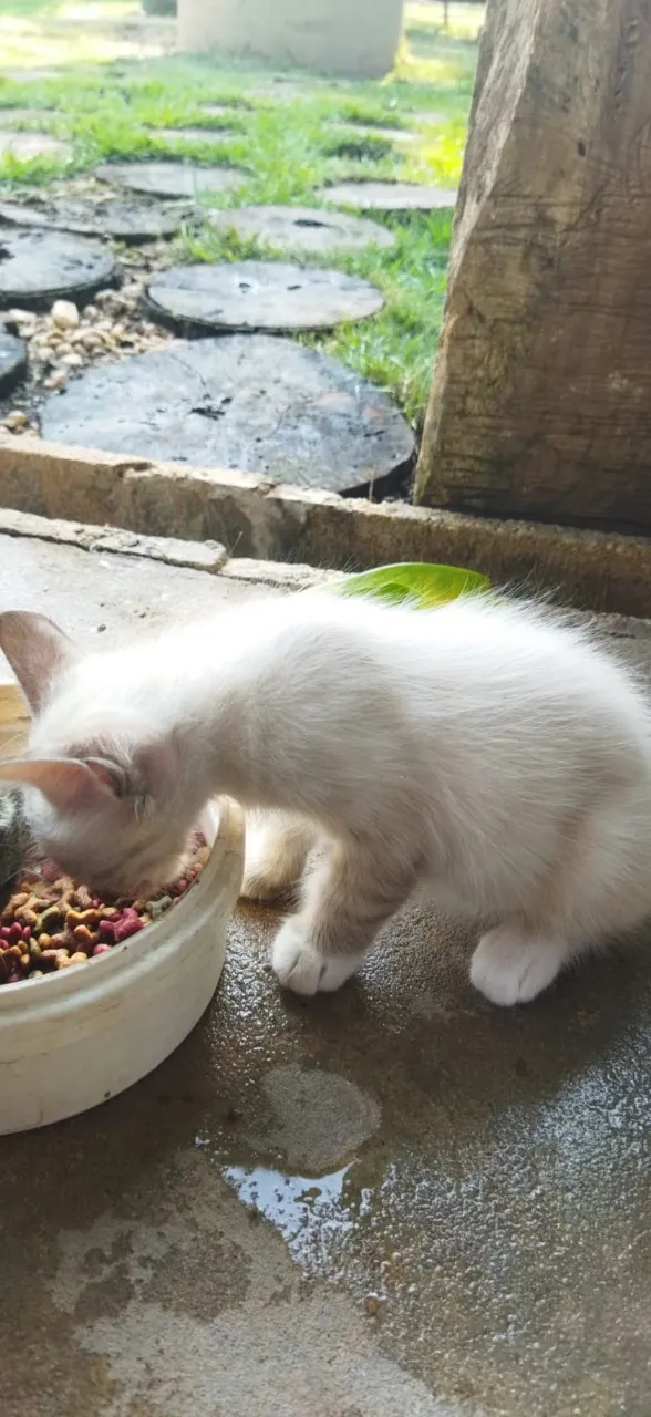 Gato ra a não sei idade 2 a 6 meses nome não tem 