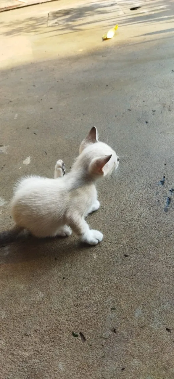 Gato ra a não sei idade 2 a 6 meses nome não tem 