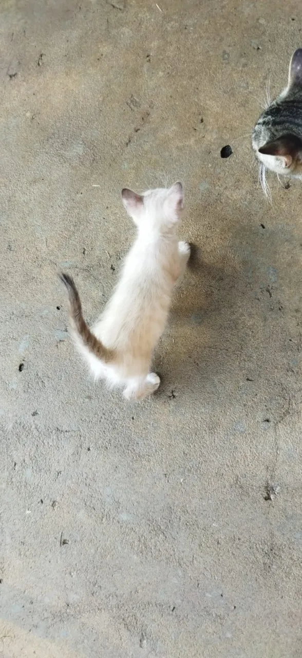 Gato ra a não sei idade 2 a 6 meses nome não tem 