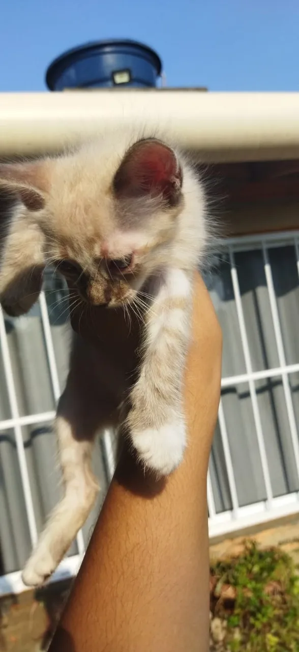 Gato ra a não sei idade 2 a 6 meses nome não tem 