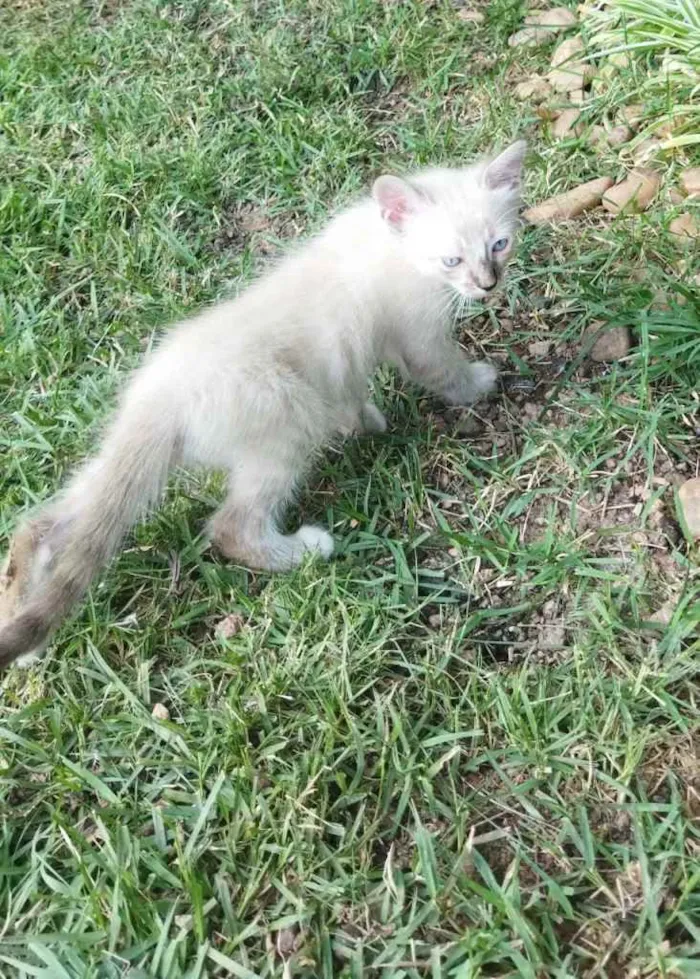 Gato ra a não sei idade 2 a 6 meses nome não tem 