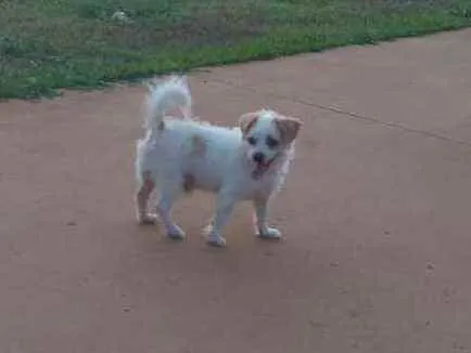 Cachorro ra a indefinida idade 4 anos nome Nestor