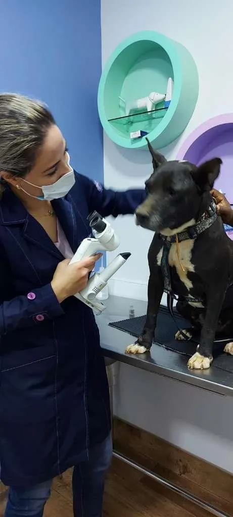 Cachorro ra a staffordshire misturada idade 4 anos nome Pity