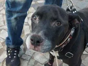 Cachorro raça staffordshire misturada idade 4 anos nome Pity