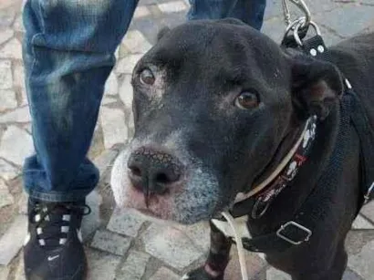 Cachorro raça staffordshire misturada idade 4 anos nome Pity