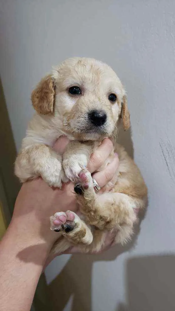 Cachorro raça Srd idade Abaixo de 2 meses nome Scot