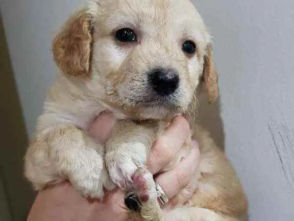 Cachorro raça Srd idade Abaixo de 2 meses nome Scot