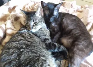 Gato raça Sem raça definida idade 4 anos nome Mia e Moana