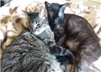 Gato raça Sem raça definida idade 4 anos nome Mia e Moana