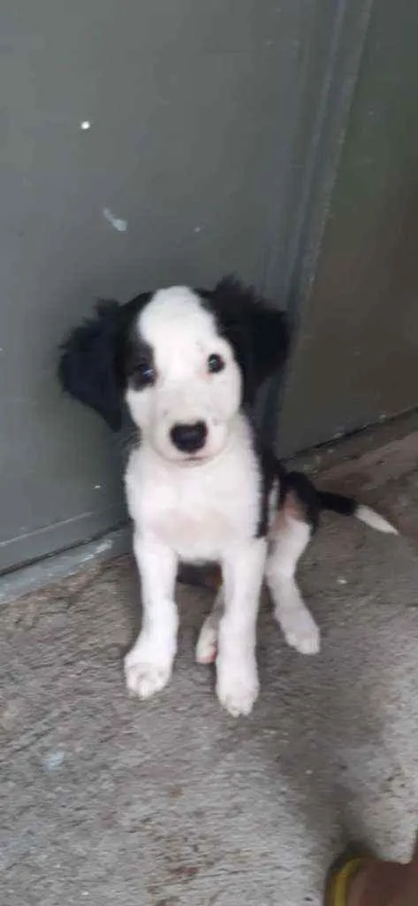 Cachorro ra a SRD idade 2 a 6 meses nome Athos