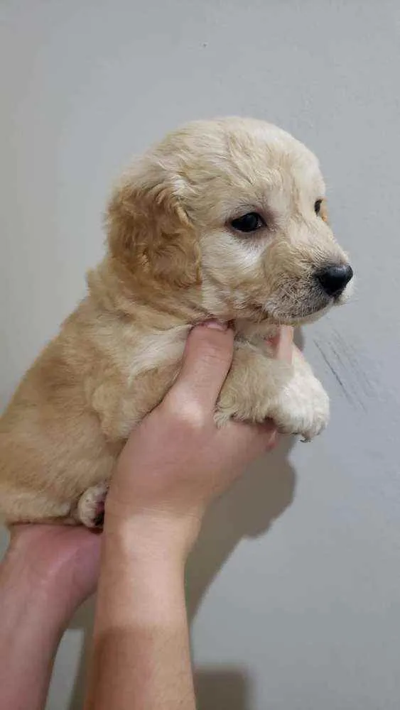 Cachorro raça Srd idade Abaixo de 2 meses nome Scot