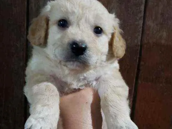 Cachorro raça Srd idade Abaixo de 2 meses nome Bethoven