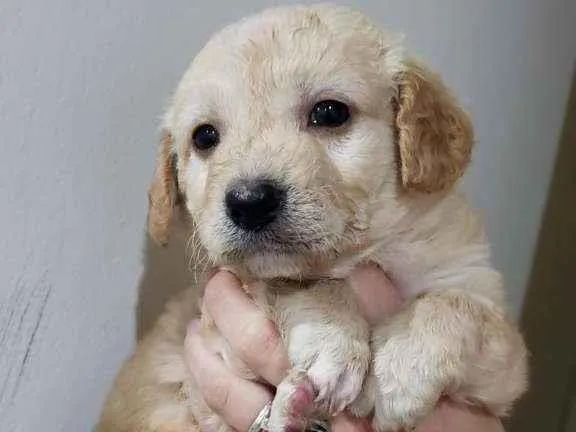 Cachorro raça Srd idade Abaixo de 2 meses nome Scot