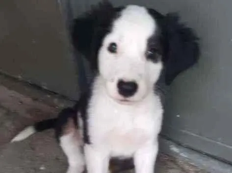 Cachorro ra a SRD idade 2 a 6 meses nome Athos
