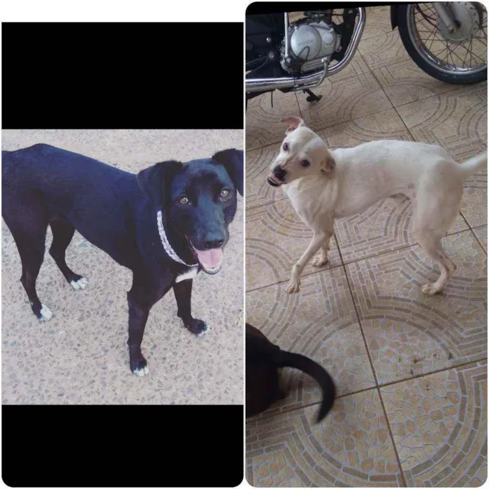 Cachorro ra a Vira lata idade 4 anos nome Preta e Afonso