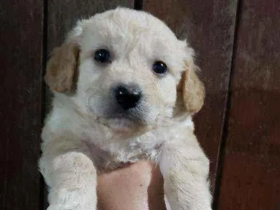 Cachorro raça Srd idade Abaixo de 2 meses nome Bethoven
