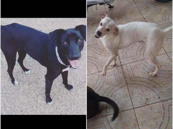 Cachorro ra a Vira lata idade 4 anos nome Preta e Afonso