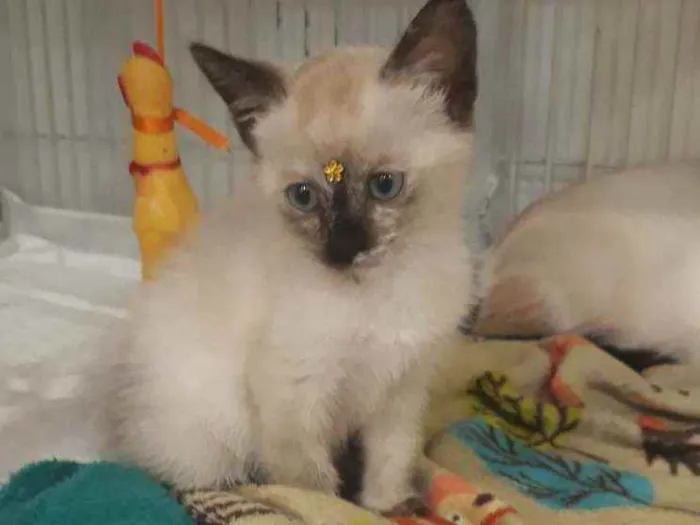 Gato ra a SRD idade Abaixo de 2 meses nome Jane