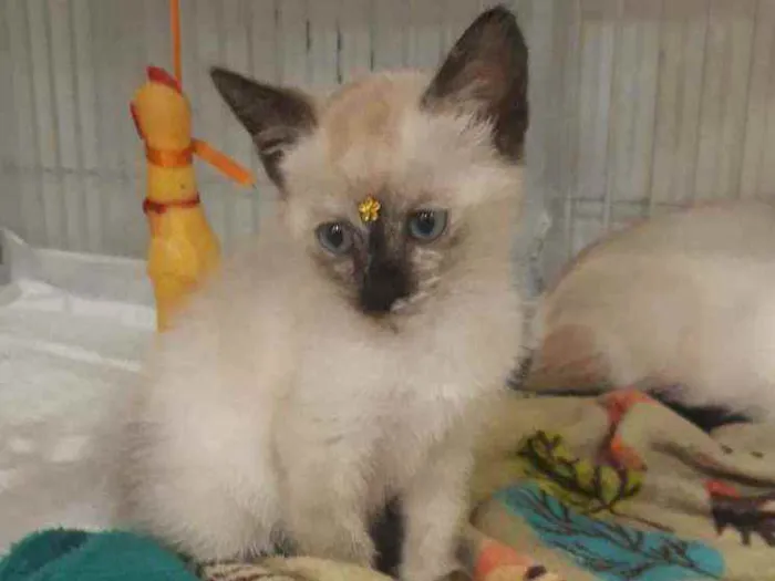 Gato ra a SRD idade Abaixo de 2 meses nome Jane