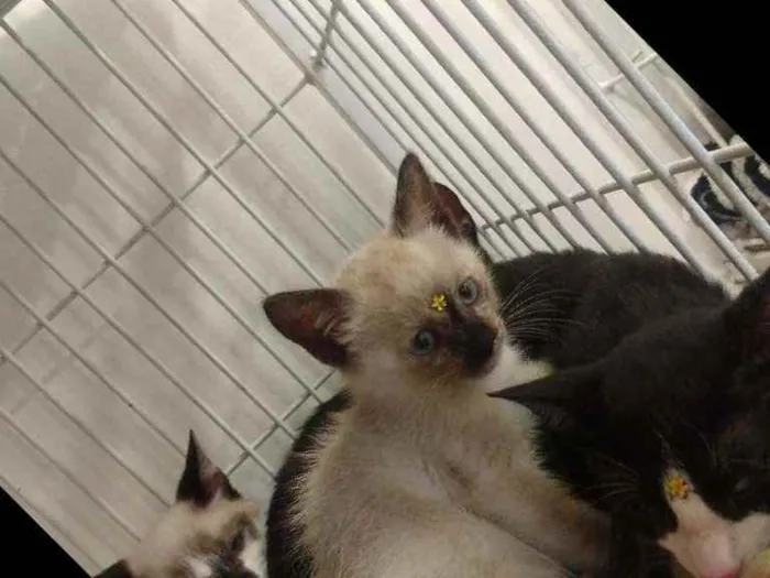 Gato ra a SRD idade Abaixo de 2 meses nome Jane