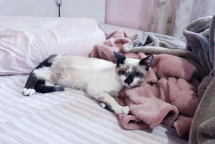 Gato ra a SRD idade 2 a 6 meses nome Kurt