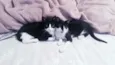 Cleo e Mogli